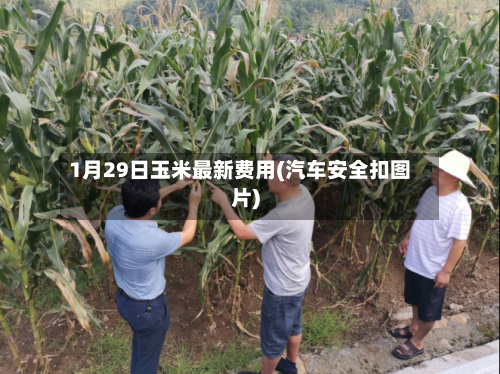 1月29日玉米最新费用(汽车安全扣图片)