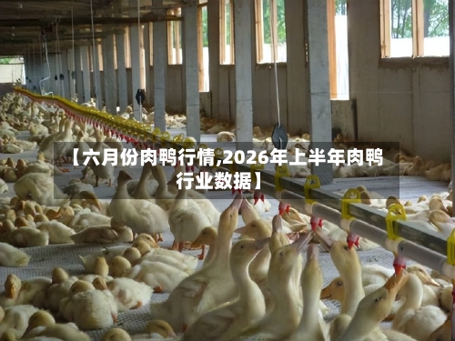 【六月份肉鸭行情,2026年上半年肉鸭行业数据】