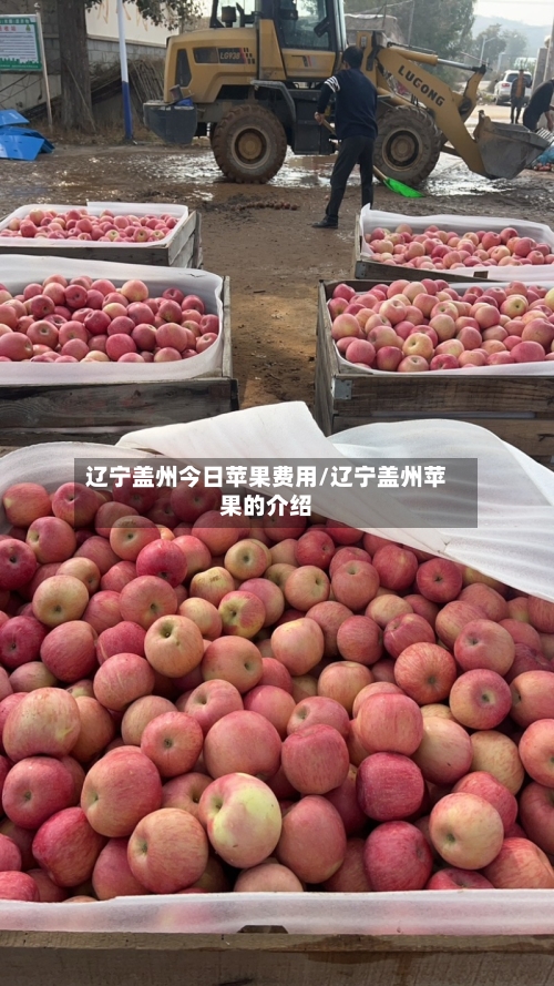 辽宁盖州今日苹果费用/辽宁盖州苹果的介绍-第2张图片