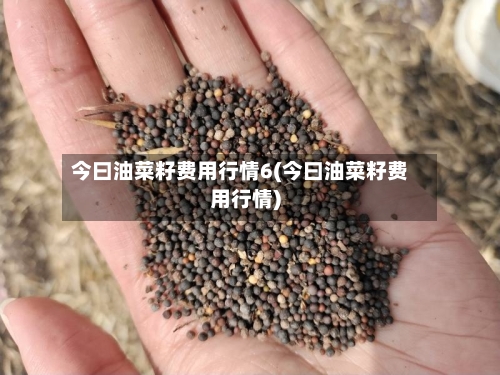 今曰油菜籽费用行情6(今曰油菜籽费用行情)