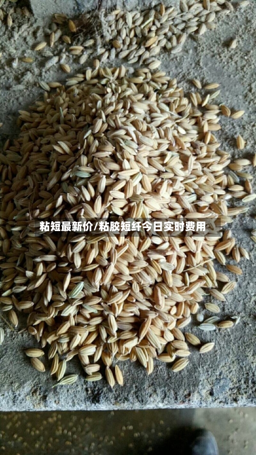 粘短最新价/粘胶短纤今日实时费用-第3张图片