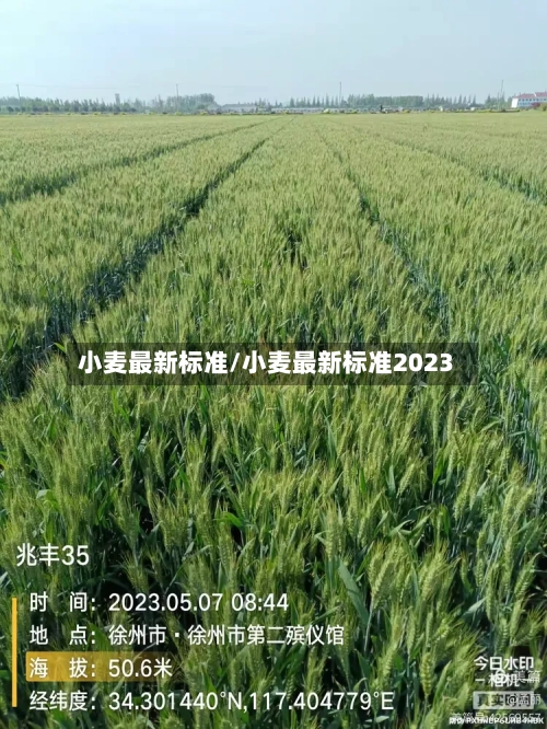 小麦最新标准/小麦最新标准2023-第3张图片