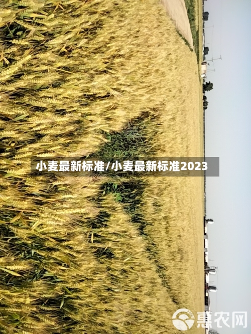 小麦最新标准/小麦最新标准2023-第2张图片