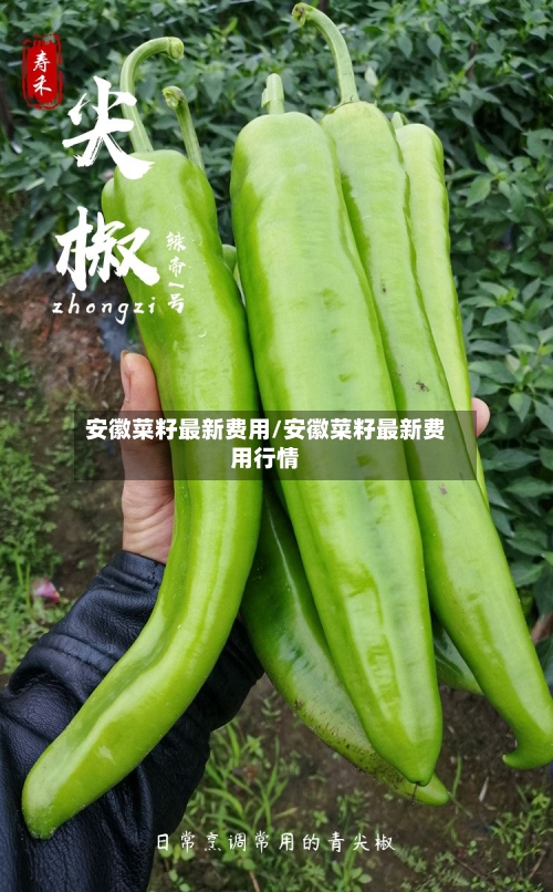 安徽菜籽最新费用/安徽菜籽最新费用行情