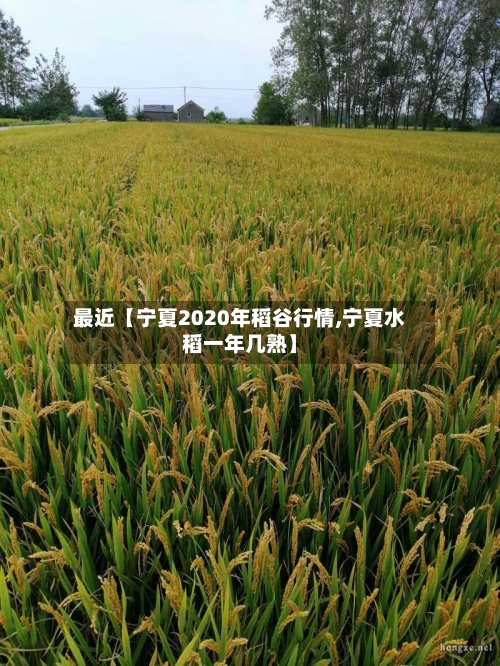 最近【宁夏2020年稻谷行情,宁夏水稻一年几熟】