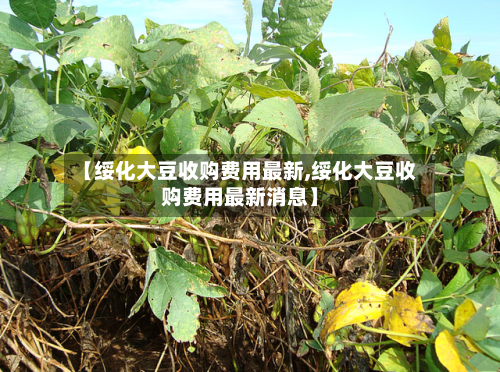 【绥化大豆收购费用最新,绥化大豆收购费用最新消息】