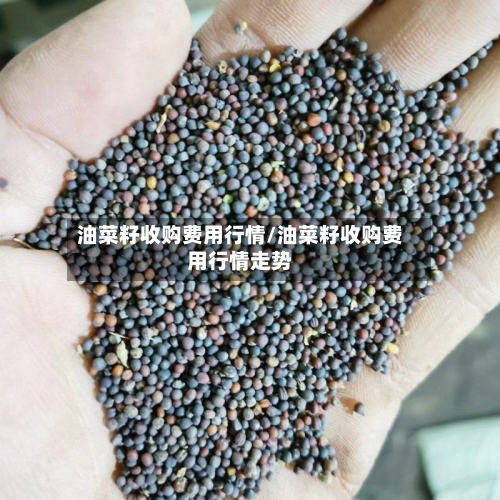 油菜籽收购费用行情/油菜籽收购费用行情走势-第3张图片