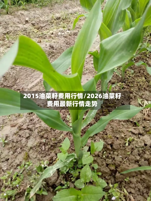 2015油菜籽费用行情/2026油菜籽费用最新行情走势-第2张图片