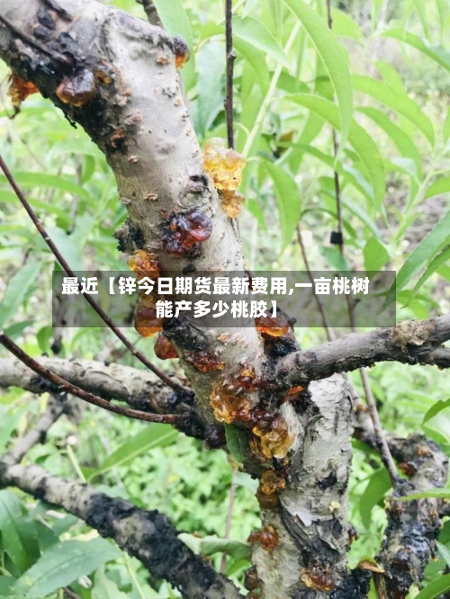 最近【锌今日期货最新费用,一亩桃树能产多少桃胶】-第3张图片