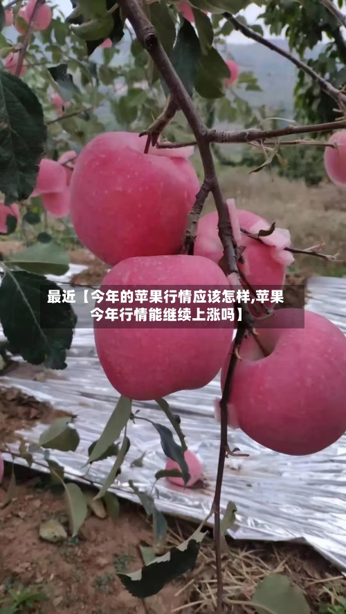 最近【今年的苹果行情应该怎样,苹果今年行情能继续上涨吗】