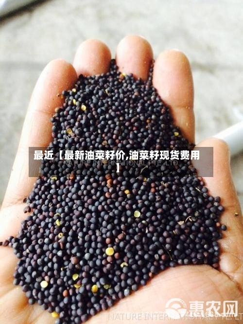最近【最新油菜籽价,油菜籽现货费用】