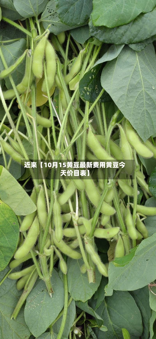 近来【10月15黄豆最新费用黄豆今天价目表】-第2张图片