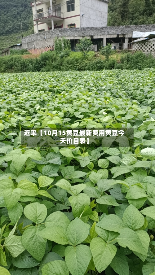 近来【10月15黄豆最新费用黄豆今天价目表】