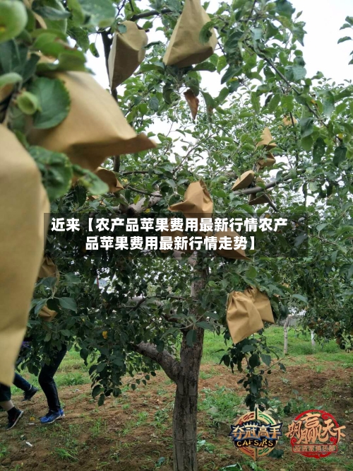 近来【农产品苹果费用最新行情农产品苹果费用最新行情走势】