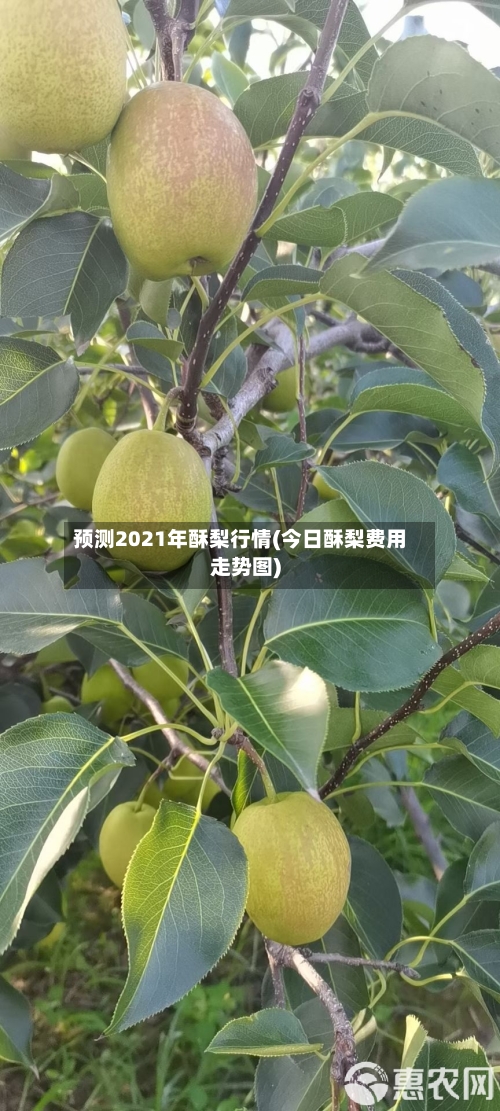 预测2021年酥梨行情(今日酥梨费用走势图)
