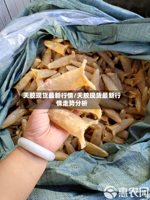 天胶现货最新行情/天胶现货最新行情走势分析