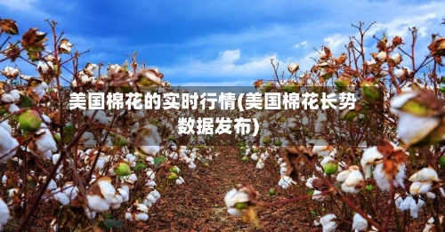 美国棉花的实时行情(美国棉花长势数据发布)
