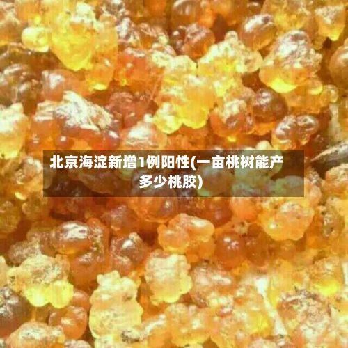 北京海淀新增1例阳性(一亩桃树能产多少桃胶)-第2张图片