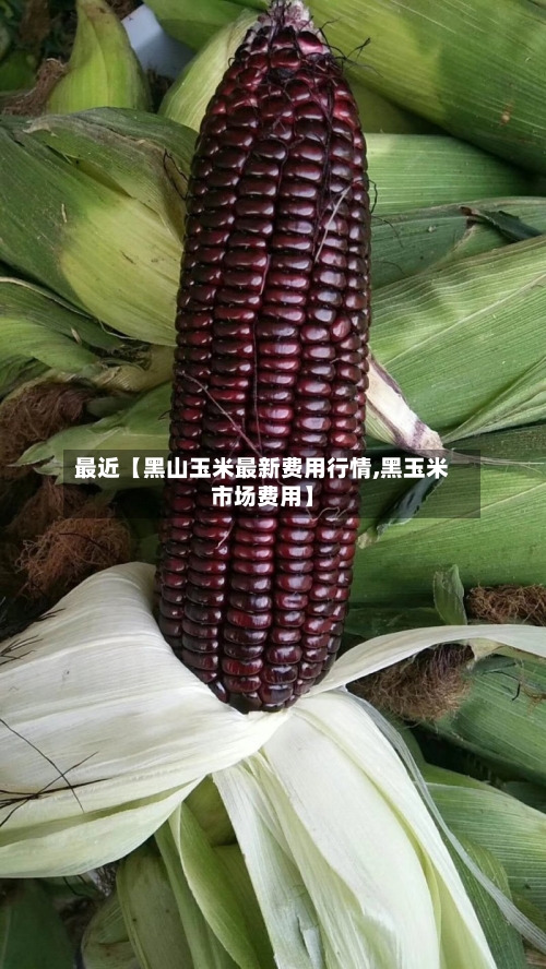 最近【黑山玉米最新费用行情,黑玉米市场费用】