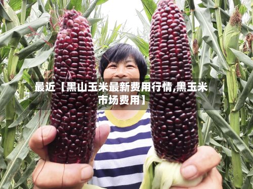 最近【黑山玉米最新费用行情,黑玉米市场费用】-第2张图片
