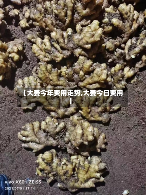 【大姜今年费用走势,大姜今日费用】
