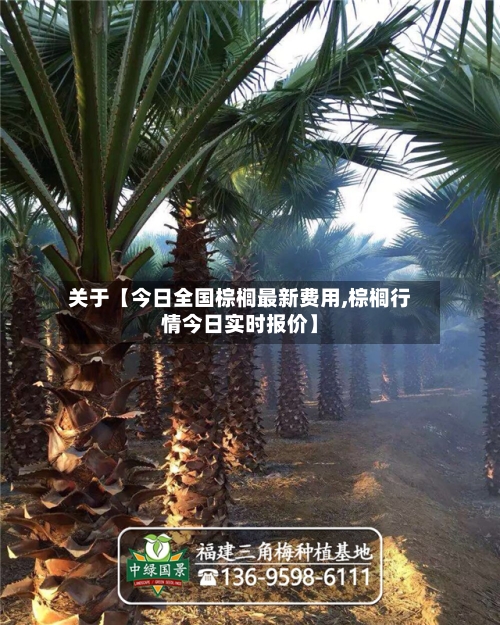 关于【今日全国棕榈最新费用,棕榈行情今日实时报价】