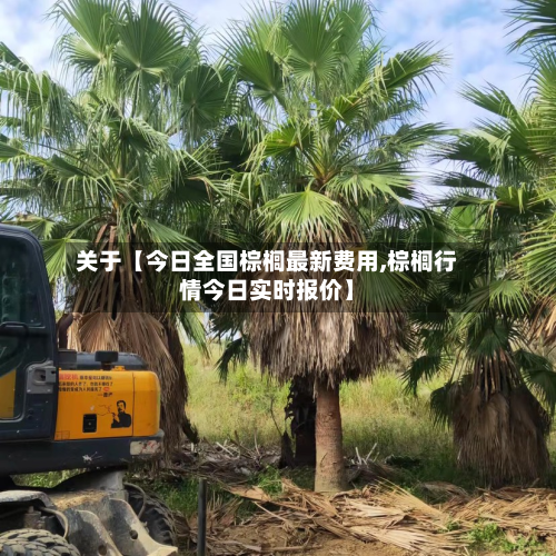 关于【今日全国棕榈最新费用,棕榈行情今日实时报价】-第3张图片