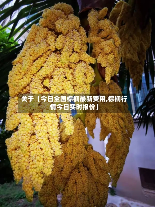 关于【今日全国棕榈最新费用,棕榈行情今日实时报价】-第2张图片