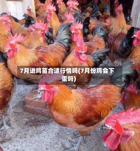 7月进鸡苗合适行情吗(7月份鸡会下蛋吗)
